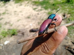 Chalcolepidius rubripennis