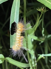 Pygarctia
