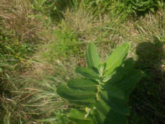 Asclepias syriaca
