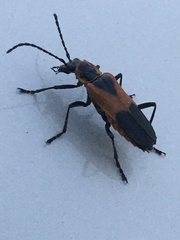 Chauliognathus basalis