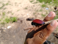 Chalcolepidius rubripennis