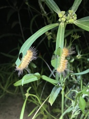 Pygarctia