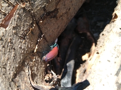 Chalcolepidius rubripennis