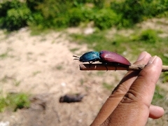 Chalcolepidius rubripennis