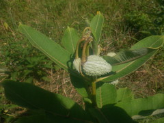 Asclepias syriaca