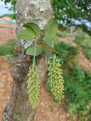 Magnoliopsida