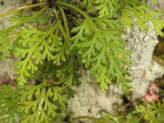 Asplenium theciferum