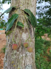 Magnoliopsida