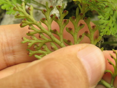 Asplenium theciferum