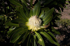 Protea comptonii