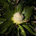 Protea comptonii - Photo (c) Francois du Randt, μερικά δικαιώματα διατηρούνται (CC BY-NC), uploaded by Francois du Randt