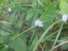 Elephantopus carolinianus