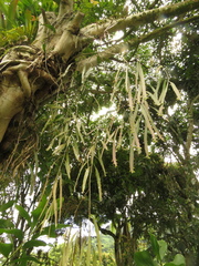 Phthirusa hutchisonii