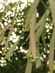 Phthirusa hutchisonii