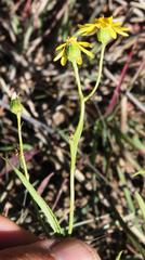 Senecio harveianus
