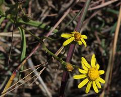 Senecio harveianus