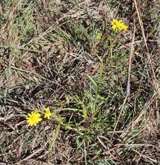 Senecio harveianus