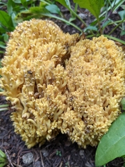 Ramaria flava