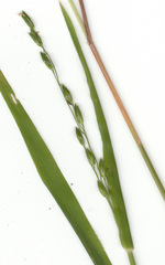 Ehrharta erecta erecta