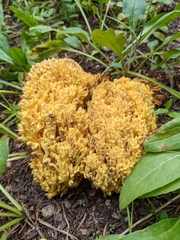 Ramaria flava