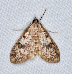 Palpita arsaltealis