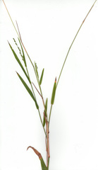 Ehrharta erecta erecta