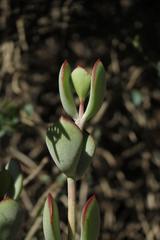 Cotyledon woodii