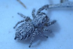 Habronattus hirsutus