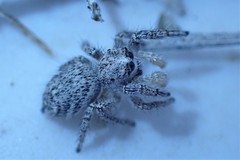 Habronattus hirsutus