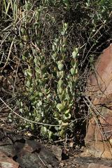 Cotyledon woodii