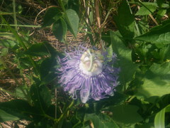 Passiflora incarnata