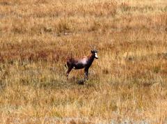 Damaliscus pygargus phillipsi