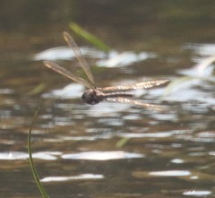 Boyeria vinosa