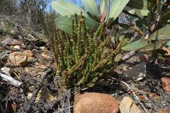 Crassula muscosa muscosa
