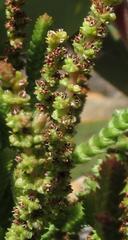 Crassula muscosa muscosa
