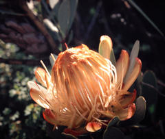 Protea nubigena