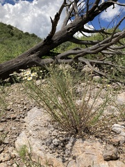Erigeron neomexicanus