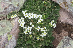 Arabis caucasica