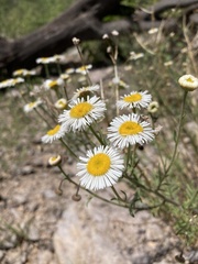 Erigeron neomexicanus