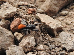 Castianeira occidens