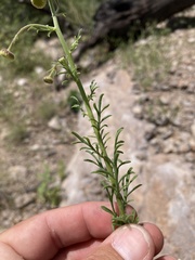 Erigeron neomexicanus