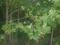 Platanus occidentalis