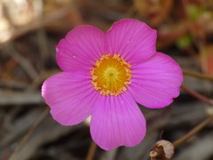Calandrinia remota