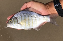 Amphistichus argenteus