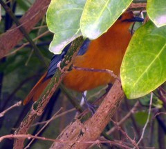 Cossypha natalensis natalensis