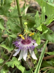 Passiflora watsoniana