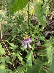 Passiflora watsoniana