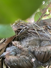 Cardinalis cardinalis