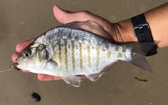 Amphistichus argenteus