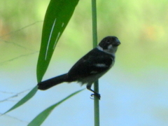 Sporophila americana